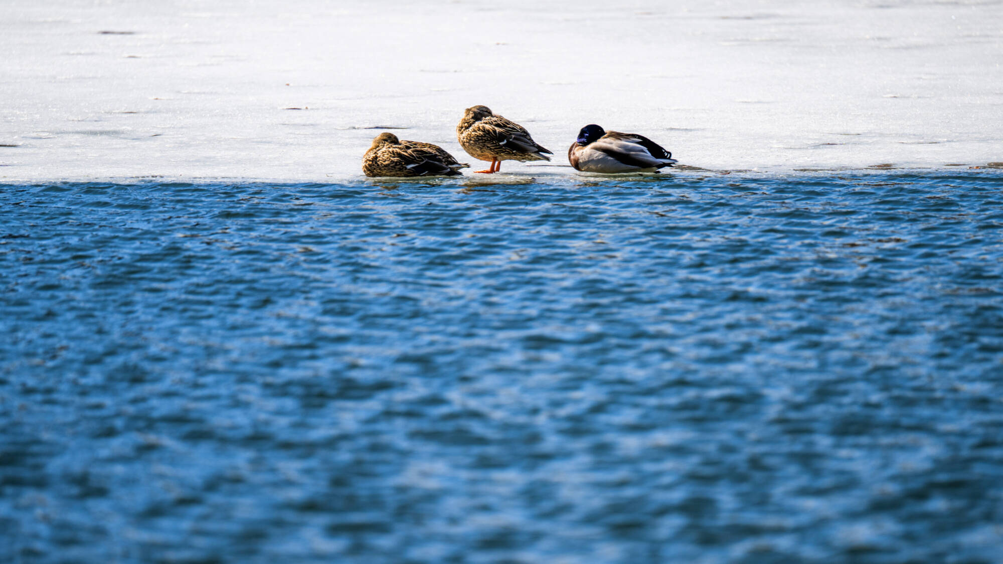 Three mallard ducks sit on ice near the open water of Zumberge Pond March 10.